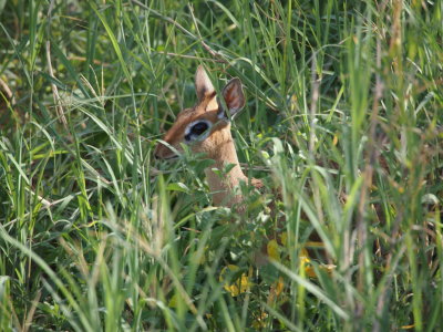 Dik-dik - a very small antelope