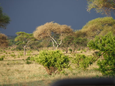 Serengeti with rain threatening