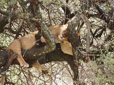 Mama lion in tree