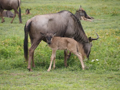 Wildebeeste and calf