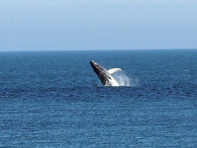 Brier Island, Fall 2014