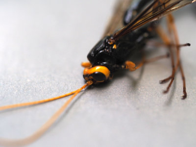 Ichneumon Wasp Megarhyssa atrata