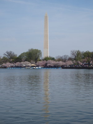 Cherry Blossoms