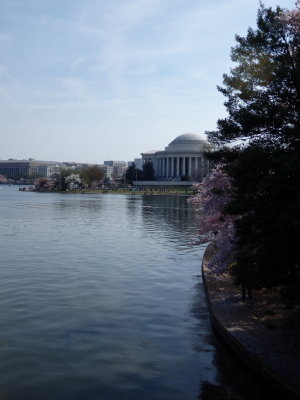 Cherry Blossoms