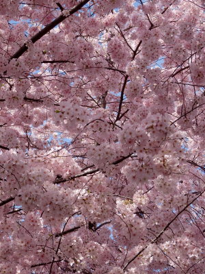 Cherry Blossoms