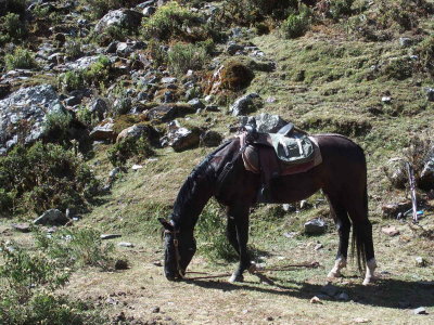 Salkanty Pass Horse Ride - Sandy's new best friend