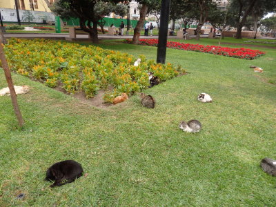 Lima - JFK Park a.k.a. Cat Park