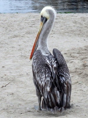 Paracas National Reserve - Peruvian Pelican