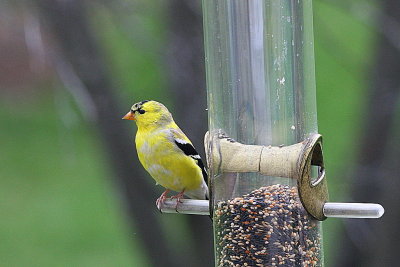 Yellow Finch - Summer Colors