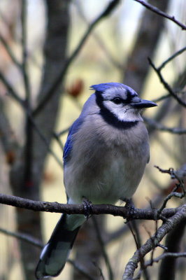 Blue Jay