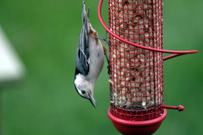 White Bellied Nuthatch