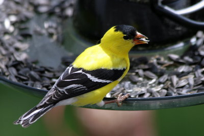 Yellow Finch - Summer Colors