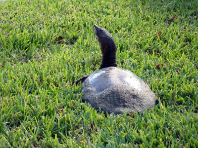 Herons Glen - Turtle
