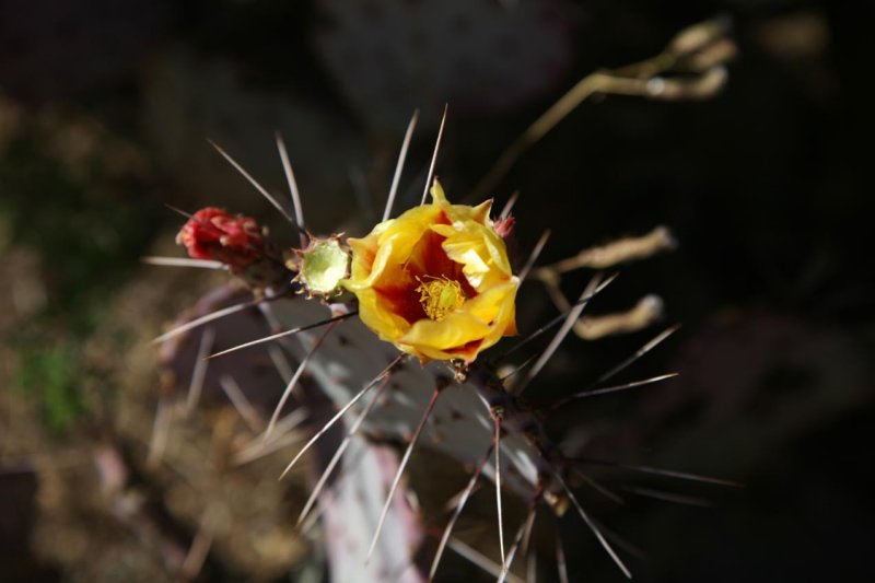 Cactus Flower (Prickly Pear)