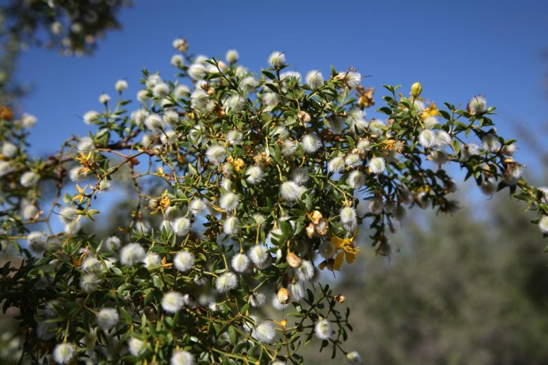 Creosote Flowers after Blooming