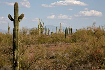 Many Saguaro Cactus are Grouped Here