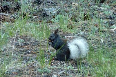 Kaibab Squirrel