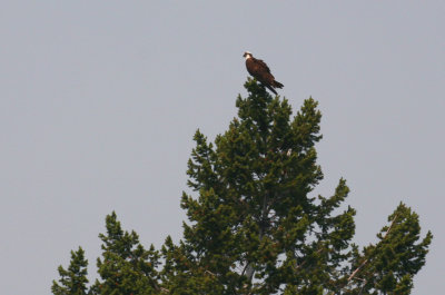 Osprey Perched