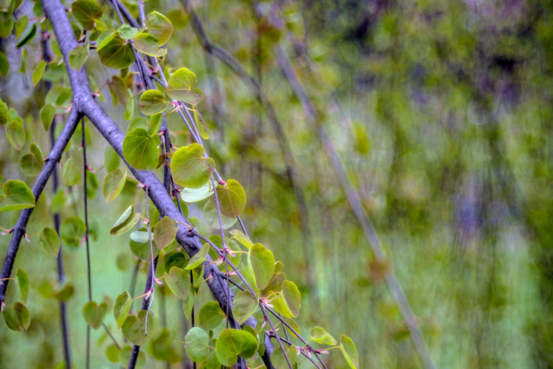 Weeping Katsura 20150430-_DSC7969.jpg