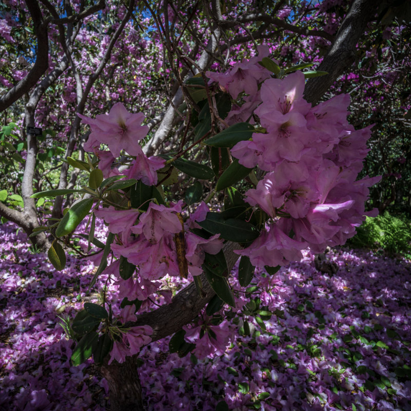 20150530-_DSC9043.jpg