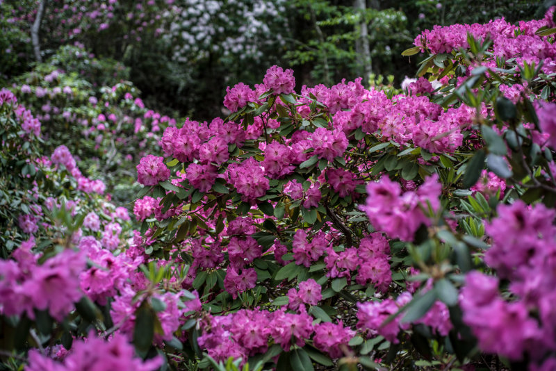 20150531-_DSC8801.jpg