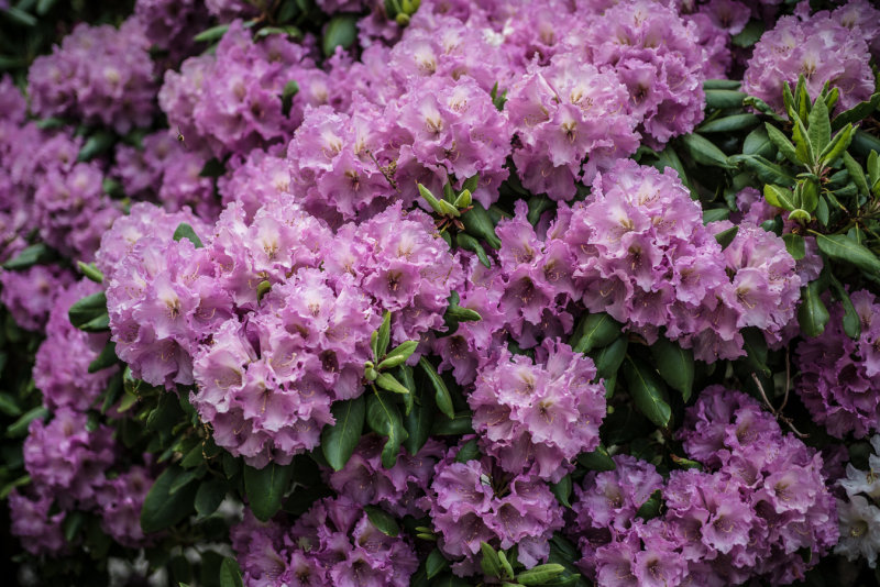 20150531-_DSC8847.jpg
