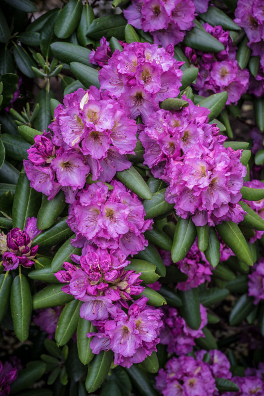 20150531-_DSC8870.jpg