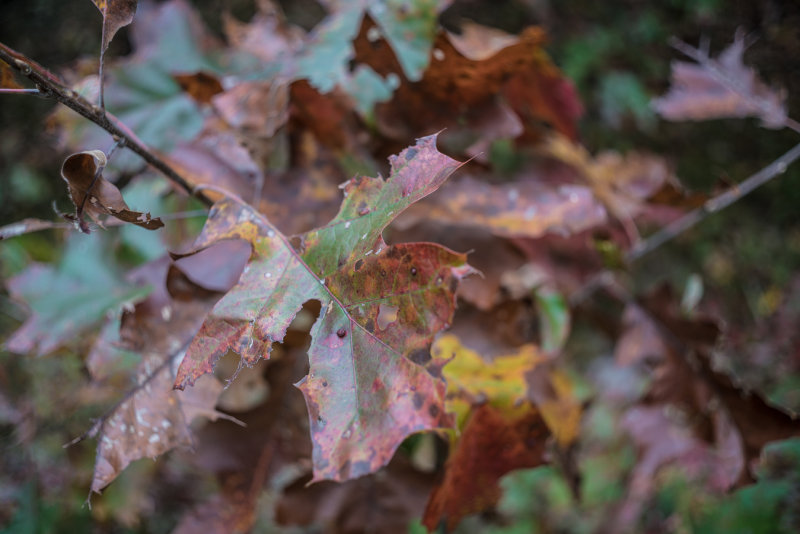 20151025-_DSC0017.jpg