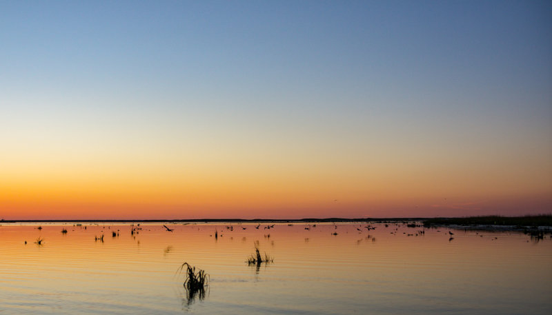 August : Shorebirds and seagulls at dawn, Nauset Marsh