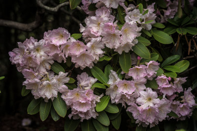 May 2013 : Rhododendrons