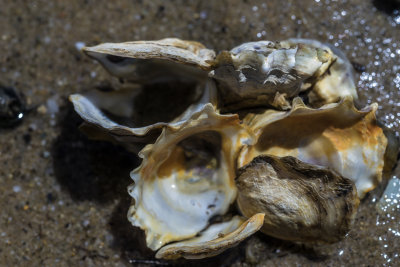 June 2014 : Clam cluster