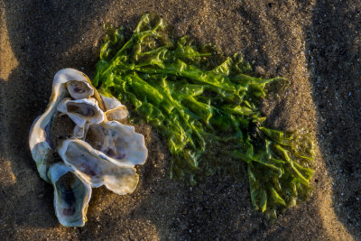 July 2014 : Oyster cluster and seaweed