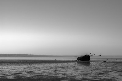 September 2014 : Cormorants leaving roost