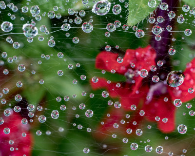 October : Spider web jewels