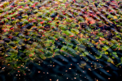 November : Cranberry abstract