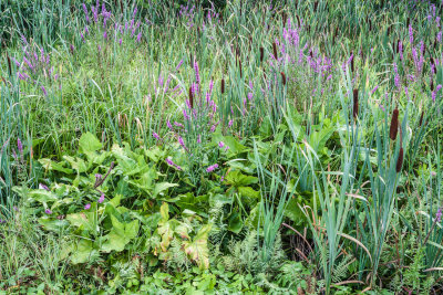 Roadside Purple Lose Strife Hopkinton