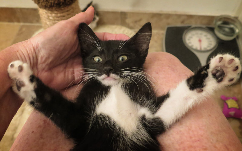 Foster Kitten Simon