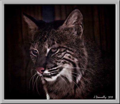 Bobcat