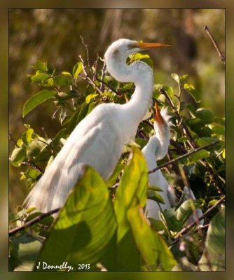 White Egret and Baby Chick