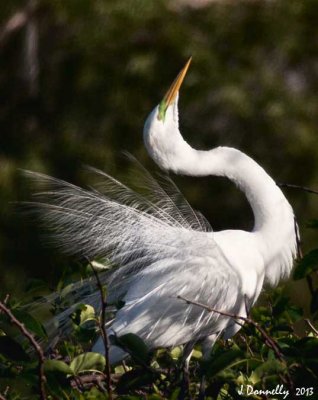 White Egret