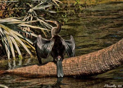 Basking Anhinga