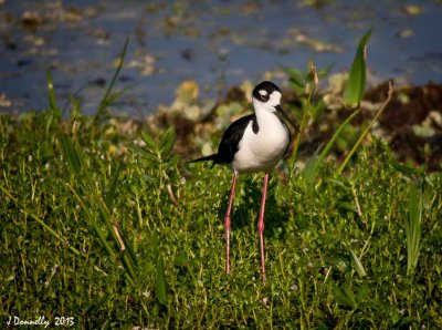 Mama Black-necked Stilt