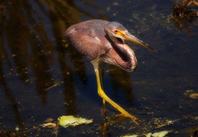 Green Heron