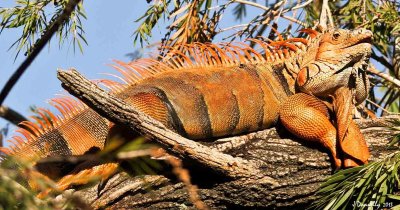 Orange Iguana