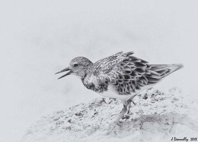 Ruddy Turnstone