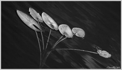 Lily Pads in Search of a Lily