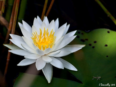 Water Lily