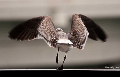 Pigeon Takeoff!