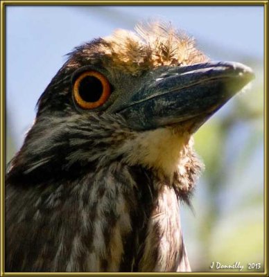 Yellow-Crowned Night Heron