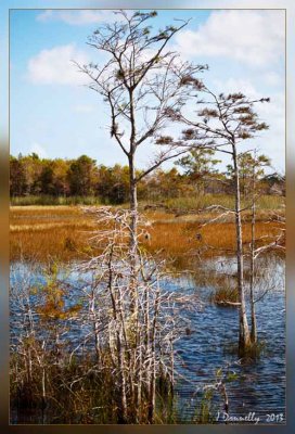 Florida Wetlands